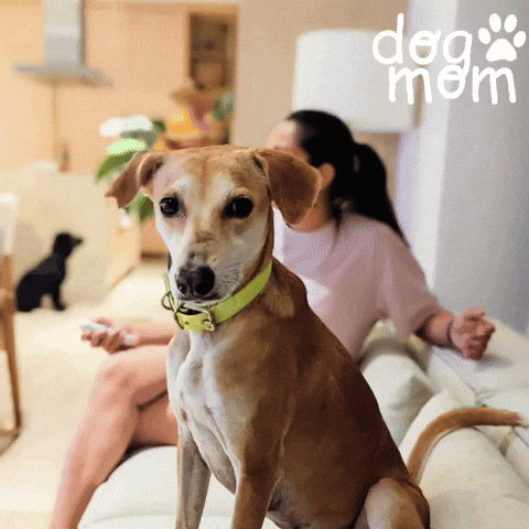 How You Treat Animals Tells Me All I Need To Know About You GIF