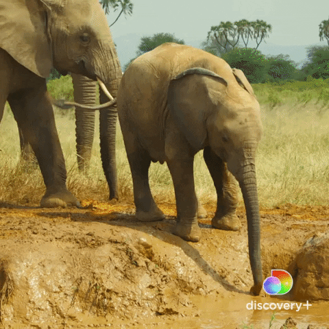 Elephant Safari GIF by Discovery