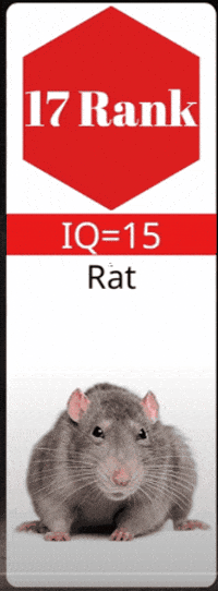Test Rat GIF