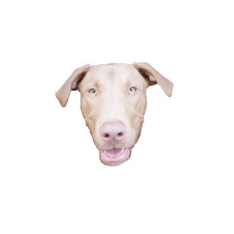 Walking Dog Training Sticker