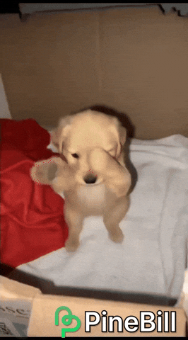 Dog Waving GIF by PineBill