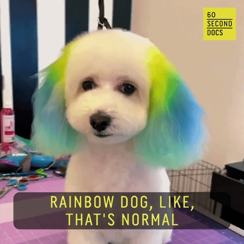 Rainbow-dog GIFs - Get the best GIF on GIPHY