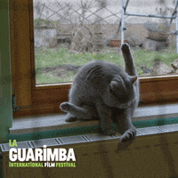 Cat Eating GIF by La Guarimba Film Festival