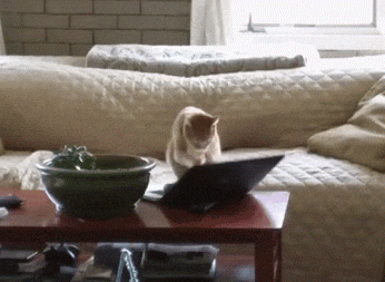 giphy.gif?cid=ecf05e47780dnug7378jtuphay