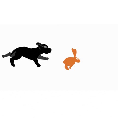 Cat Dog GIF by pd.co.nz
