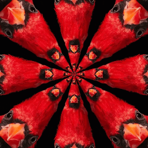 Red Bird Spiral GIF by WTEDRadio