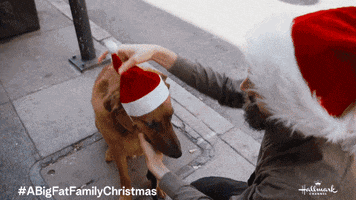 Dog Christmas GIF by Hallmark Channel