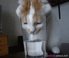cat water drinking