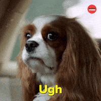 Dogs International Dog Day GIF by BuzzFeed