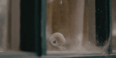 Looking Out Marcel The Shell With Shoes On GIF by A24