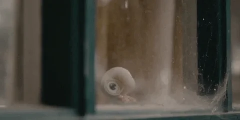 Looking Out Marcel The Shell With Shoes On GIF