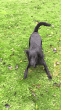 Excited Dogs GIFs - Find & Share on GIPHY