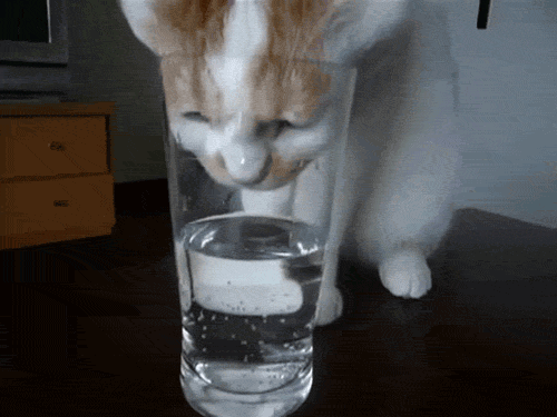 Gif of cat drinking out of a water glass