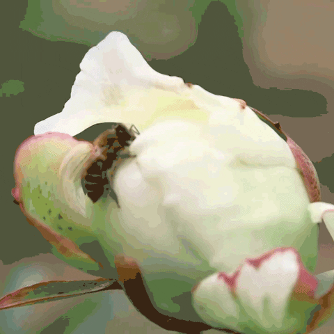 Honey Bee GIF by PBS Digital Studios