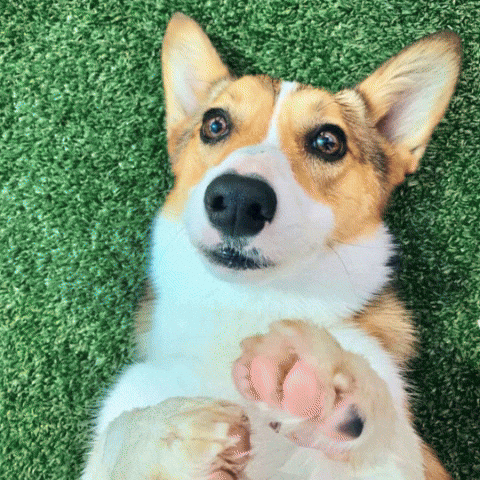 Pet Paradise GIF by Superfit Foods