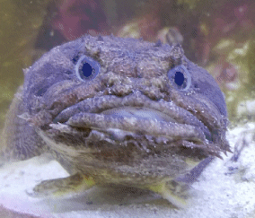 toadfish meme gif
