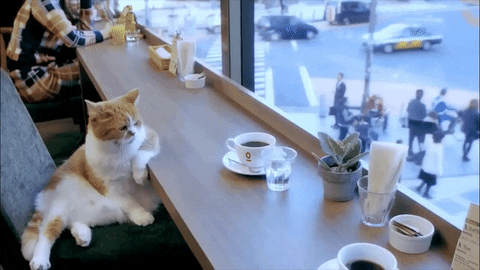 Iced Cafe GIFs - Get the best GIF on GIPHY