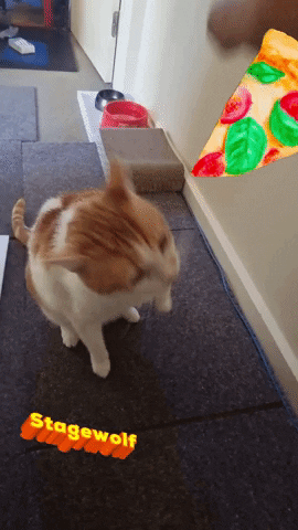 Hungry Cat Food GIF by STAGEWOLF