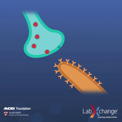 Biology Serotonin GIF by LabXchange