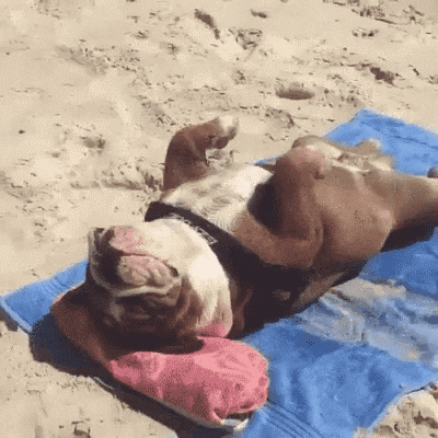 Video gif. Bulldog sunbathes on a beach towel, lying on its back with its paws hovering serenely over its body.
