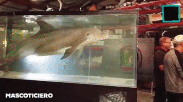 Robot Delfin GIF