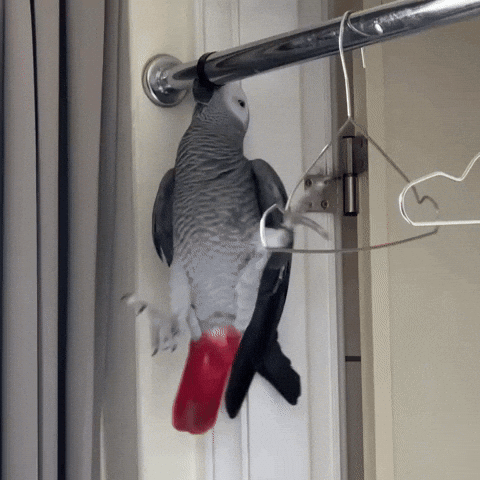 African Grey Mumu GIF