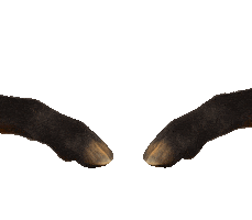 Pivo Nazdravi Sticker by Velkopopovický Kozel