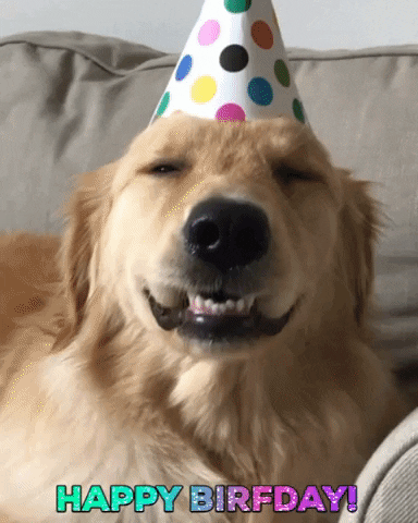 Happy Birthday Puppy Gif Find Share On Giphy