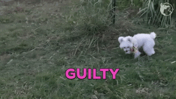 Maltese Guilty Dog GIF by WoofWaggers
