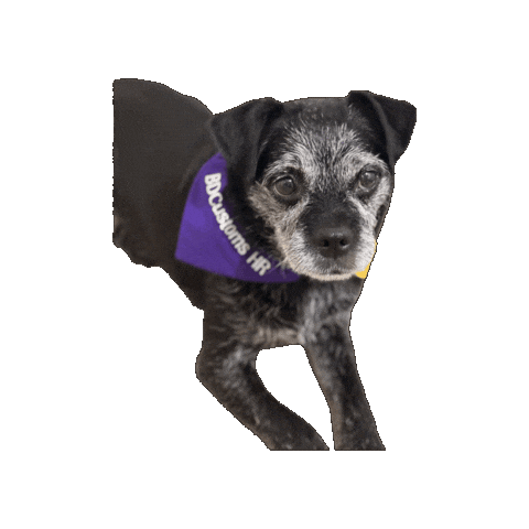 Dog Puppy Sticker by Xplor Gym