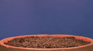 gif used in post