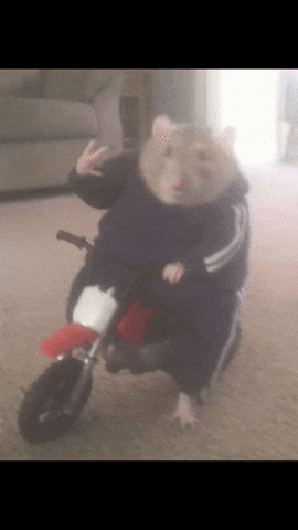 Dehsetgecesishaco GIF