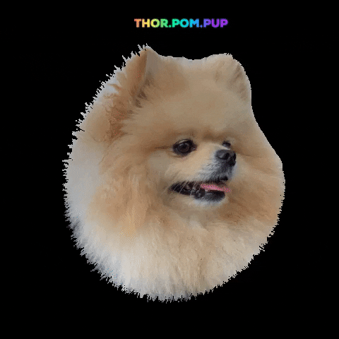 thorpompup happy dog crazy mad GIF