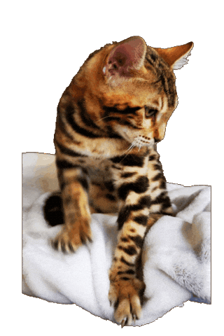Bengal Cat Sticker by Kitty Fuchs