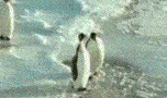 giphy.gif?response_id=5920f888a54074cc4e