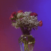 Flowers Roses GIF by Alie jackson