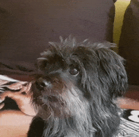 Yes GIF