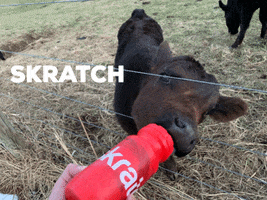 GIF by Skratch Labs