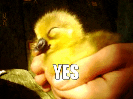 duck agrees GIF