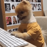 dog using computer gif