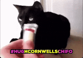 The Stranglers Cat GIF