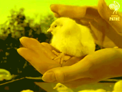 Waah 🤩 those <a href="/u/little" class="transition linked-keyword" target="_blank">little</a> beaks
