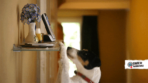 Call Me Dog GIF by SWR Kindernetz - Find & Share on GIPHY