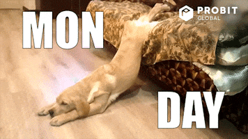 Video gif. With its front paws on the floor and its hind paws still in bed, this sleepy dog looks more like a slug as it slowly crawls to the left. Text, "Mon Day."