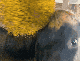 Happycow GIF by Organic Valley
