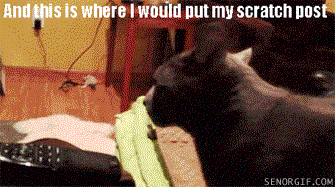 Cat Problems GIF by Cheezburger - Find & Share on GIPHY