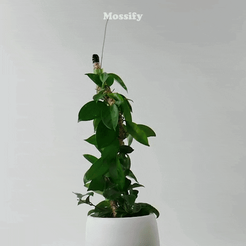 Plant Growth Flower GIF by Mossify
