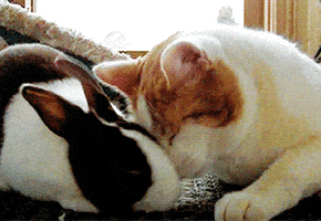 cats bunny GIF