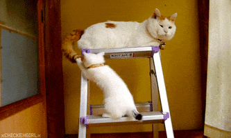 Video gif. Baby kitten plays excitedly with the swinging tail of a bored mama cat lying at the top of a ladder.
