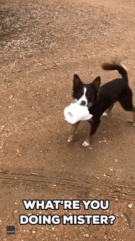 Toilet Paper Dogs GIF by Storyful